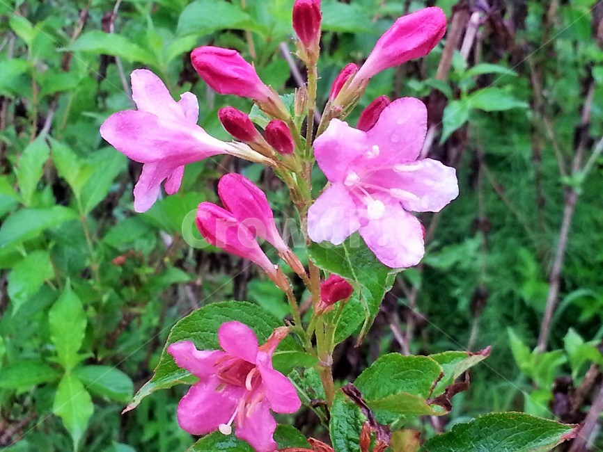 식물,꽃,꽃잎,들꽃,야생화,생태,자연,식물,자연,plants,nature,꽃,flower