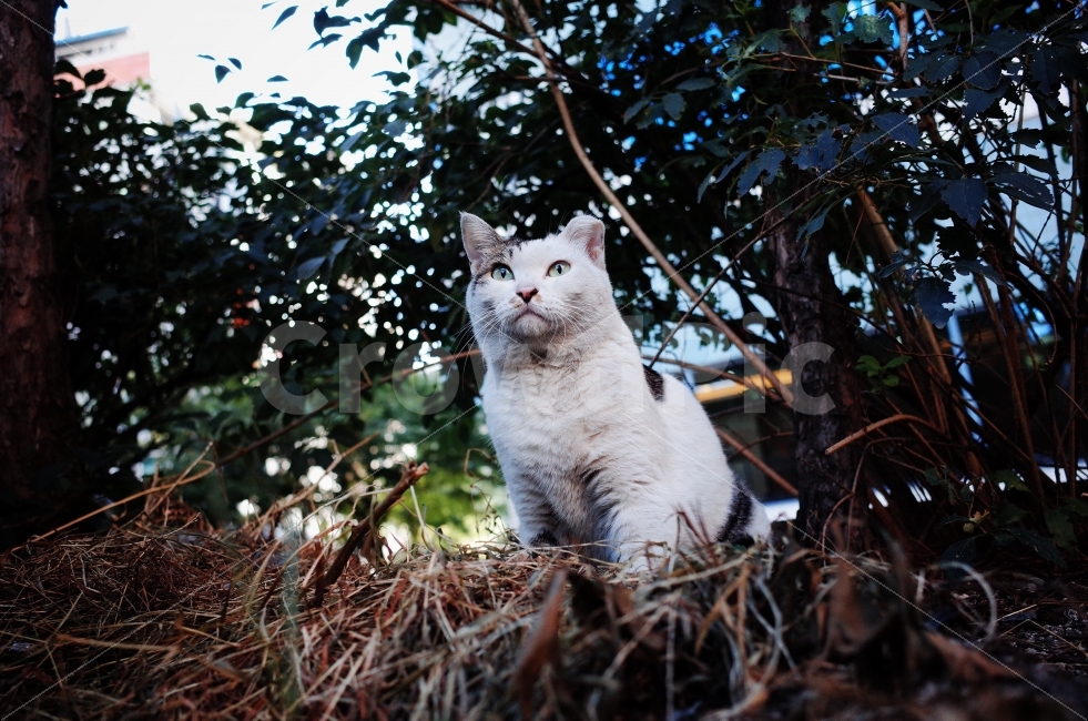 	고양이,길고양이,길냥이,애완동물,반려동물,생명,포유류,야생동물,야생,길짐승,짐승,자연,cat,kitty,kitten,cute,lovely,adorable,pet,animal,street,streetcat,stray,straycat,wild,wildlife,wildcat,wildanimal,nature,natural,beauty,beautiful,예쁜사진,배경화면,바탕화면,감성사진,동물,animal,포유류,mammal,고양이,cat,kitten,kitty