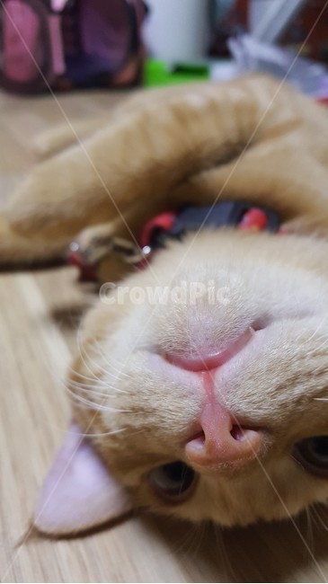 귀여워,코숏,길냥이,애교냥이,벌러덩,동물,animal,포유류,mammal,고양이,cat,kitten,kitty