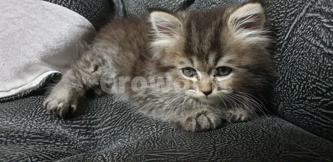 아기고양이,고양이,고양이새끼,귀여운고양이,페르시안고양이,소파위의고양이,예쁜고양이,어린고양이,동물,animal,포유류,mammal,고양이,cat,kitten,kitty
