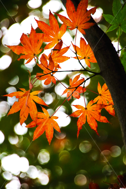 단풍,단풍잎,나무,잎,나뭇잎,가을,역광,가을,계절,fall,autumn,season,plant,식물,leaf,tree