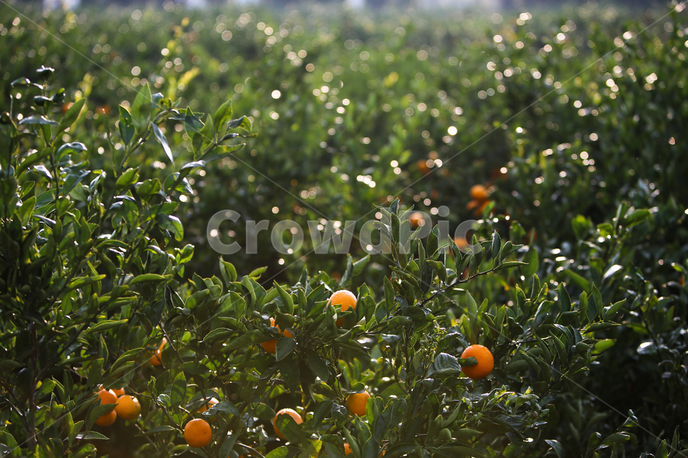 감귤,과일,이슬,싱그러운,신선한,열매,자연,제주도,특산물,나무,농산물,귤나무,과수원,음식,식물,나뭇잎,노랑색,농장,물방울,노란색,동그란,노랑,녹색,초록,잎사귀,싱싱한,야외,조생귤,과일,열매,fruit,휴식,힐링,rest,relaxation,healing