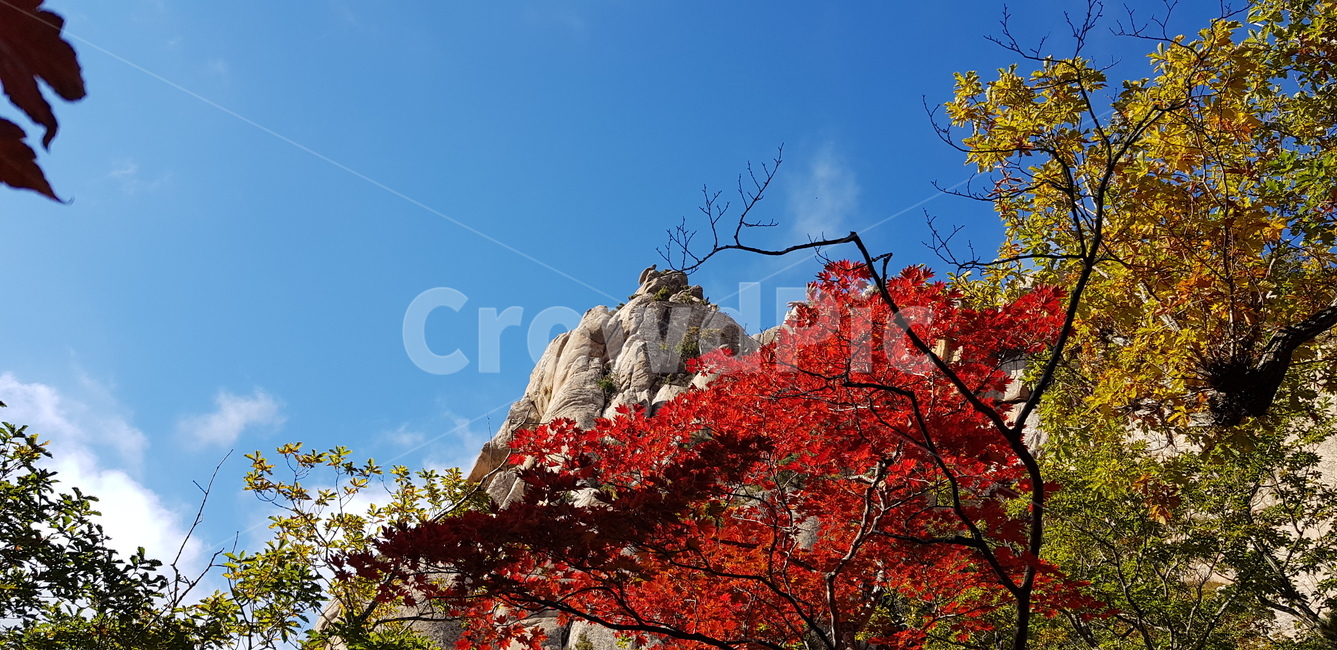 leaf,잎,plant,식물,tree,나무,단풍,설악산