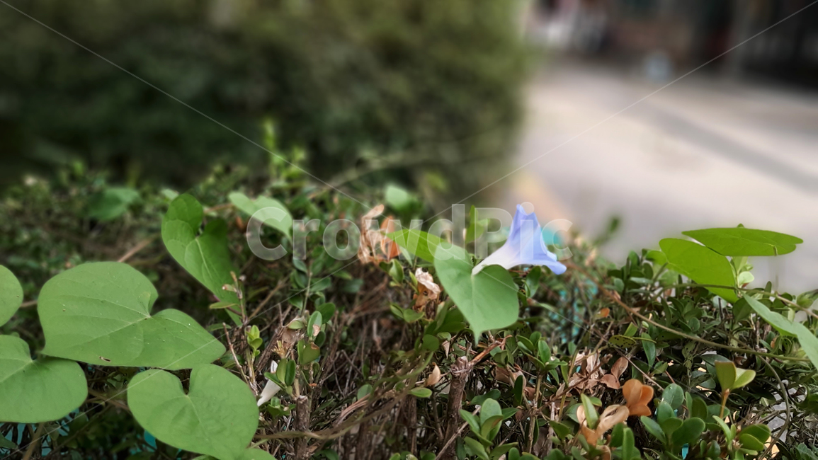 나팔꽃,flower,morningglory,blossom,야생화,꽃,식물,녹색,wildflower,plant,green,식물,자연,plants,nature,꽃,flower