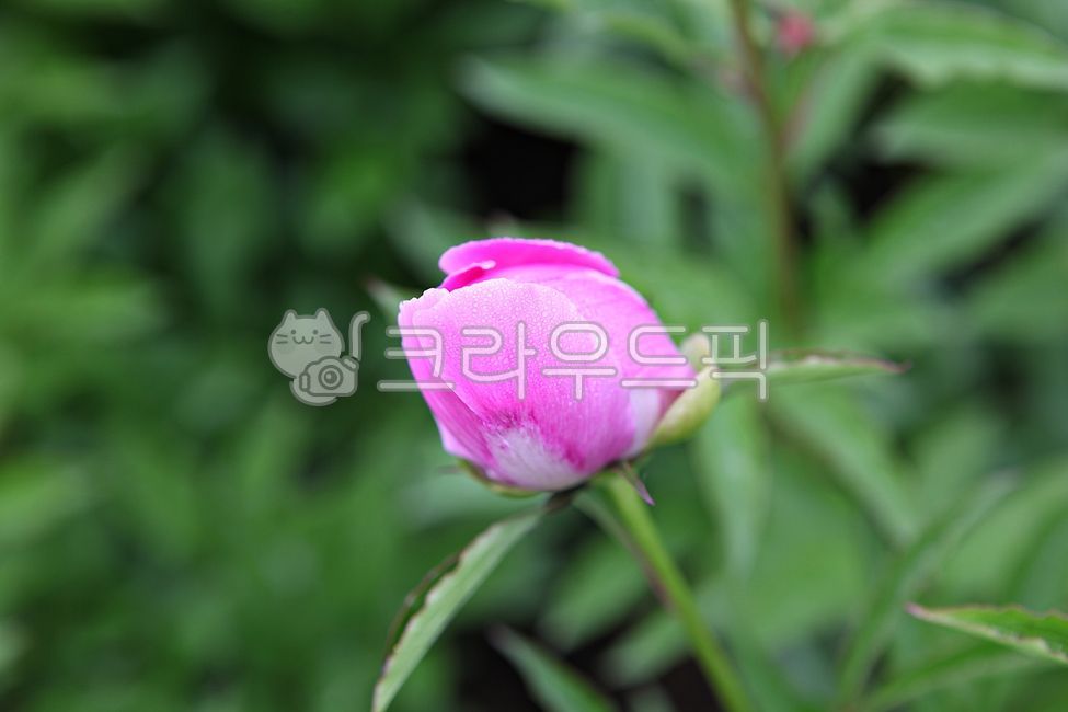 장미,장미꽃,꽃,봄꽃,꽃잎,잎,봄,식물,자연,공원,개화