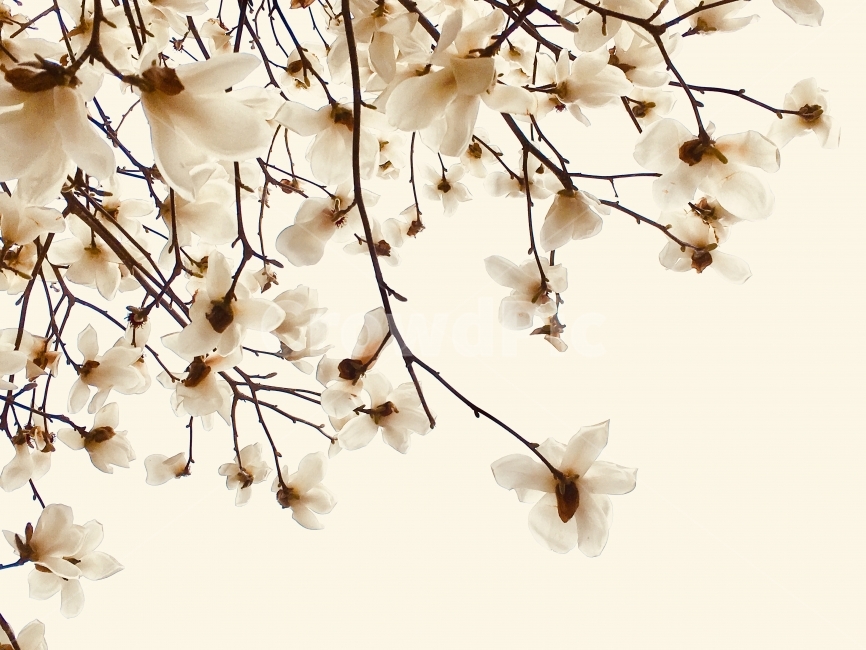 목련,봄,꽃,풍경,로맨틱,러블리,romantic,lovely,magnolia,magnoliaflowers,flower,spring,natural,nature,background,경치,배경,꽃배경,만개,활짝핀,blossom,whiteflowers,한국,대구,korea,daegu,계절,season,floral,garden,정원,landscape,outdoor,야외,공원,park,꽃놀이,산책,ivorybackground,아이보리,미색,cream,color,white,흰색,흰색배경,봄,계절,spring,season,식물,자연,plants,nature,꽃,flower,plant