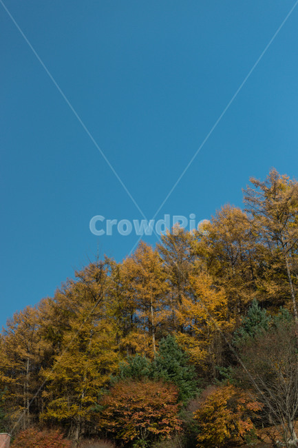 나무,tree,plant,식물,단풍,가을,가을나무,가을,계절,fall,autumn,season