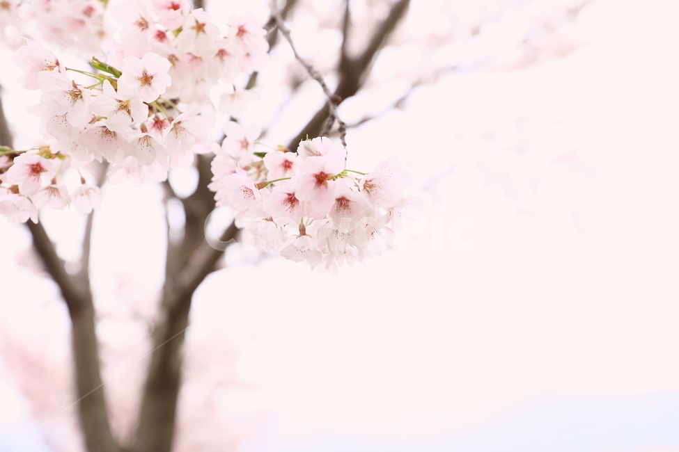벚꽃,봄꽃,봄,꽃,플라워,cherryblossom,핑크,계절,season,식물,자연,plants,nature,flower,축제,spring,벚꽃나무,tree,나무,한국자연경관,outdoor,beautiful,봄날,생명,봄,계절,spring,season