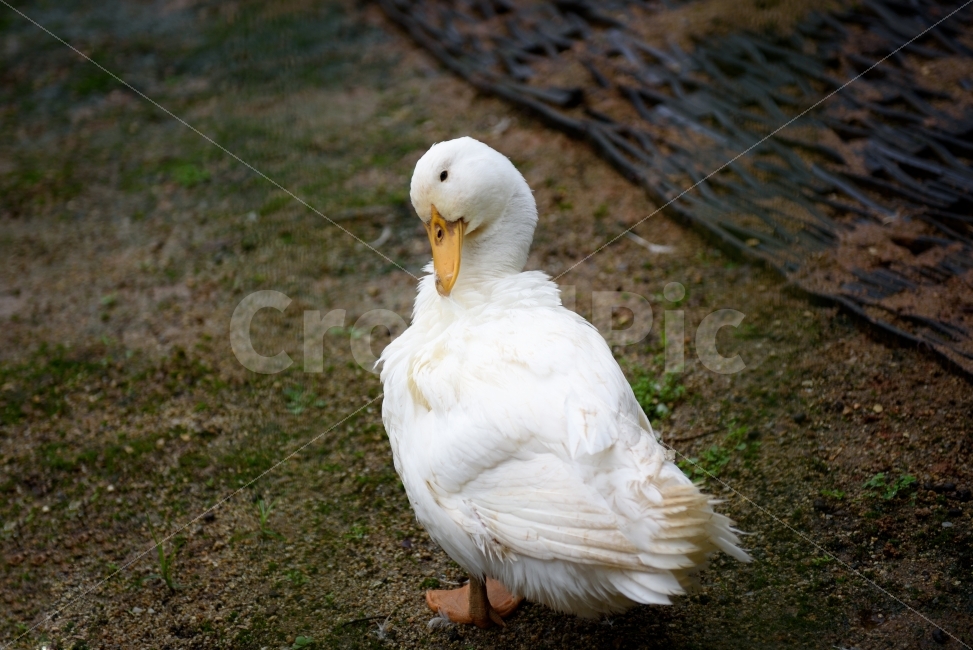 오리,털고르기,한마리,자연,조류,흙,국내,실외,동물,animal,조류,새,birds
