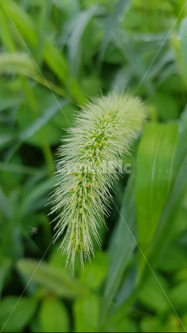 강아지풀,거미,근접,배경,초록