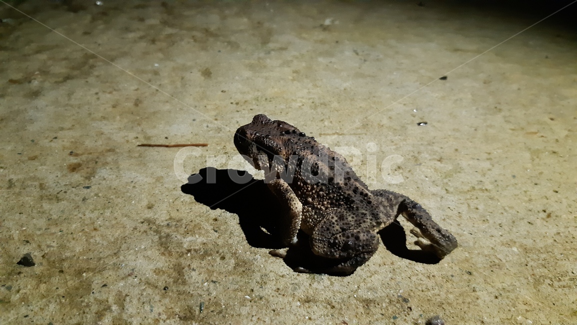 두꺼비,toad,동물,animal,야생동물,wildlife