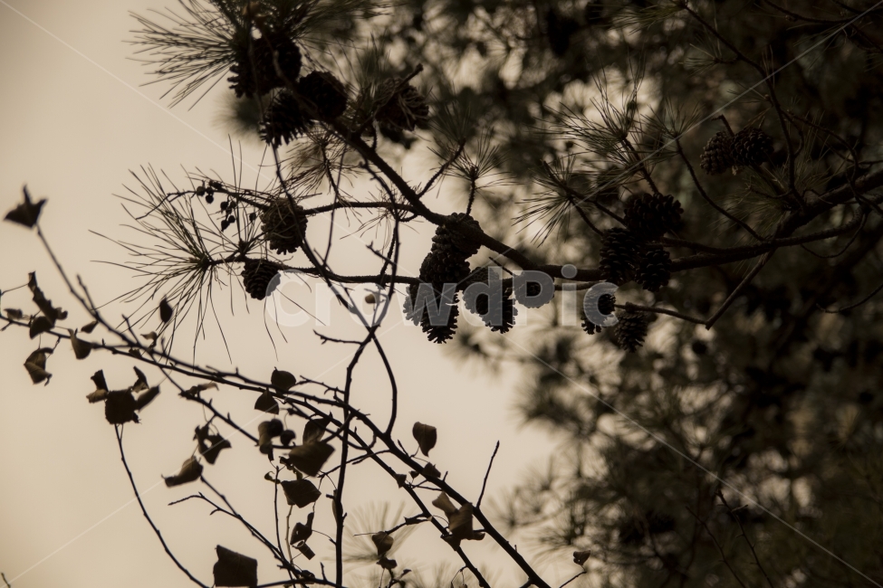 나무,열정,슬픔,고독,자연,식물,자연,plants,nature,감성,sensible,feeling,흑백,모노톤,monochrome,black and white