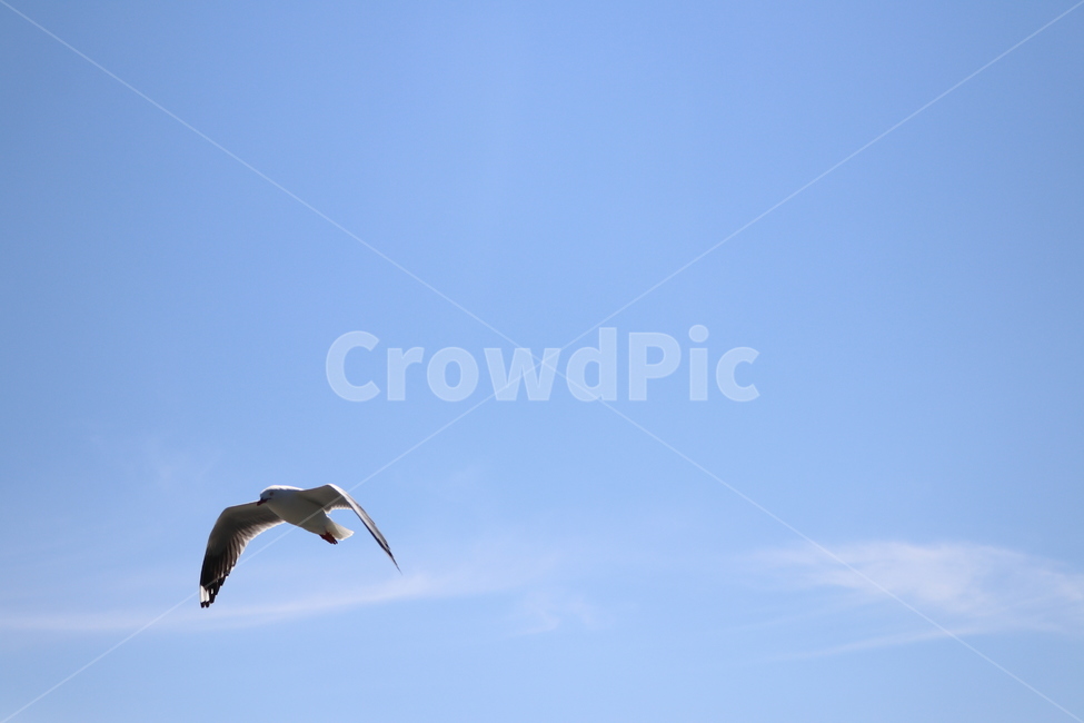 새,갈매기,사냥,흰색,하늘,파란색,날개,자유,동물,animal,조류,새,birds