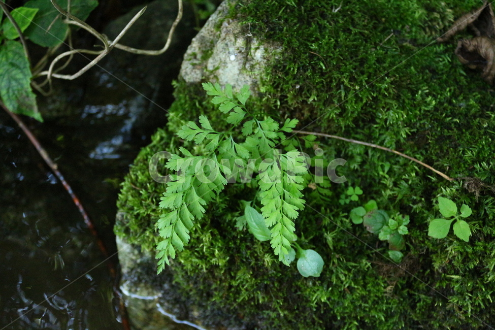 황고사리,덕동계곡,양치식물,식물,자연,계곡식물,식물,자연,plants,nature