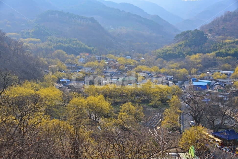 nature,자연,landscape,경치,outdoors,옥외,scenery,풍경,구례,산동,산수유마을,산수유,산수유축제,현천마을