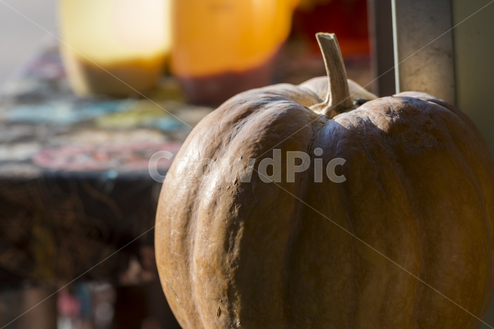 호박,음식,vegetable,food,pumpkin,식물,plant,야채,늙은호박,채소,야채,vegetables