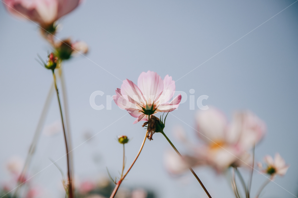 코스모스,꽃,자연,식물,가을,아름다운,commoncosmos,가을,계절,fall,autumn,season,식물,자연,plants,nature,꽃,flower,plant