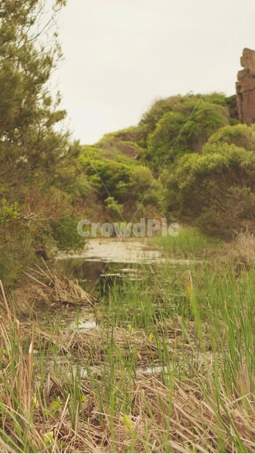 자연,물,강,풀,나무,자연,풍경,nature,landscape,land,땅,outdoors,옥외,water