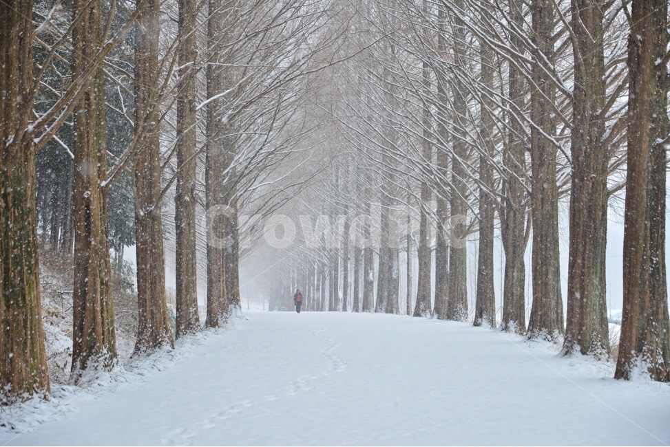 담양,메타스콰이어길,담양메타스콰이어길,메타스콰이어길설경,나무,겨울,계절,winter,season,자연,풍경,nature,landscape,한국자연풍경,한국자연경관,korea nature landscape