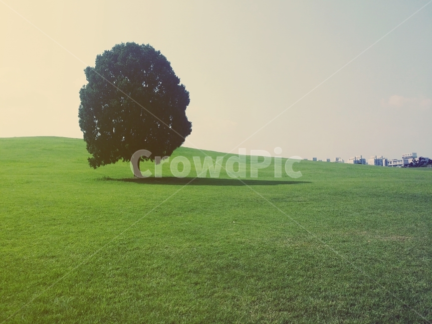 grass,잔디,plant,식물,tree,나홀로,올림픽공원,식물,자연,plants,nature,나무,trees,wood