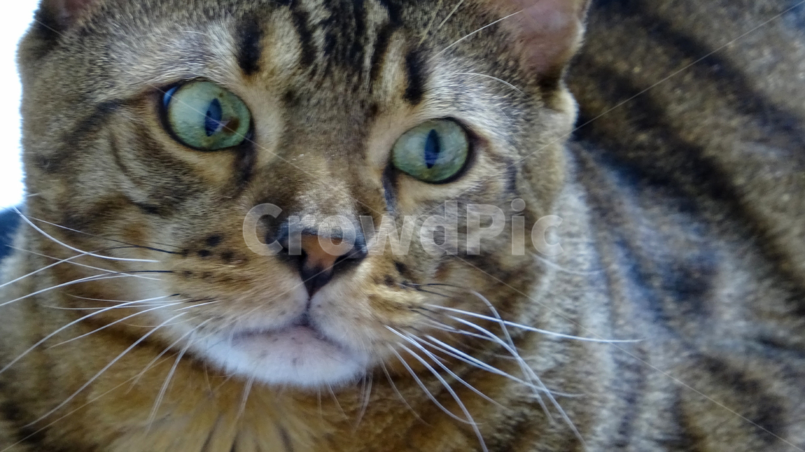 동물,애완동물,cat,고양이,포유류,동물,animal,포유류,mammal,고양이,cat,kitten,kitty