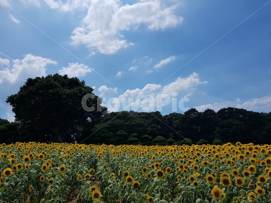 해바라기,꽃,sunflower,flower,농장,farm,농촌,outdoors,field,자연,nature,자연,풍경,nature,landscape