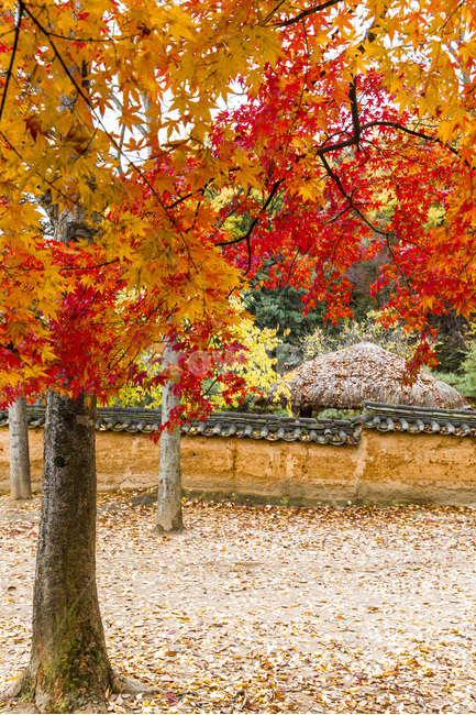 단풍,가을,낙엽,담벼락,문양,흙담,가을,계절,fall,autumn,season,한국전통,한국문화,korean traditional,korean culture,식물,자연,plants,nature,나무,trees,wood,tree,plant,leaf,잎,maple