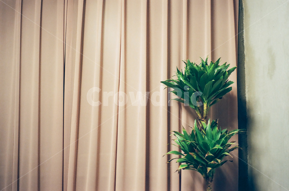 배경,핑크,디자인,커튼,실내,백그라운드,감성,필름,film,background,curtain,색감,color,pink