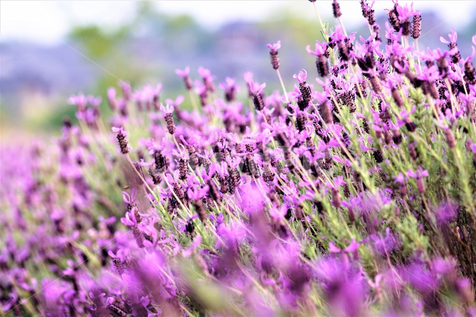 라벤더,꽃,식물,보라색,자연,봄,nature,flower,purple,violet,spring,식물,자연,plants,nature,꽃,flower
