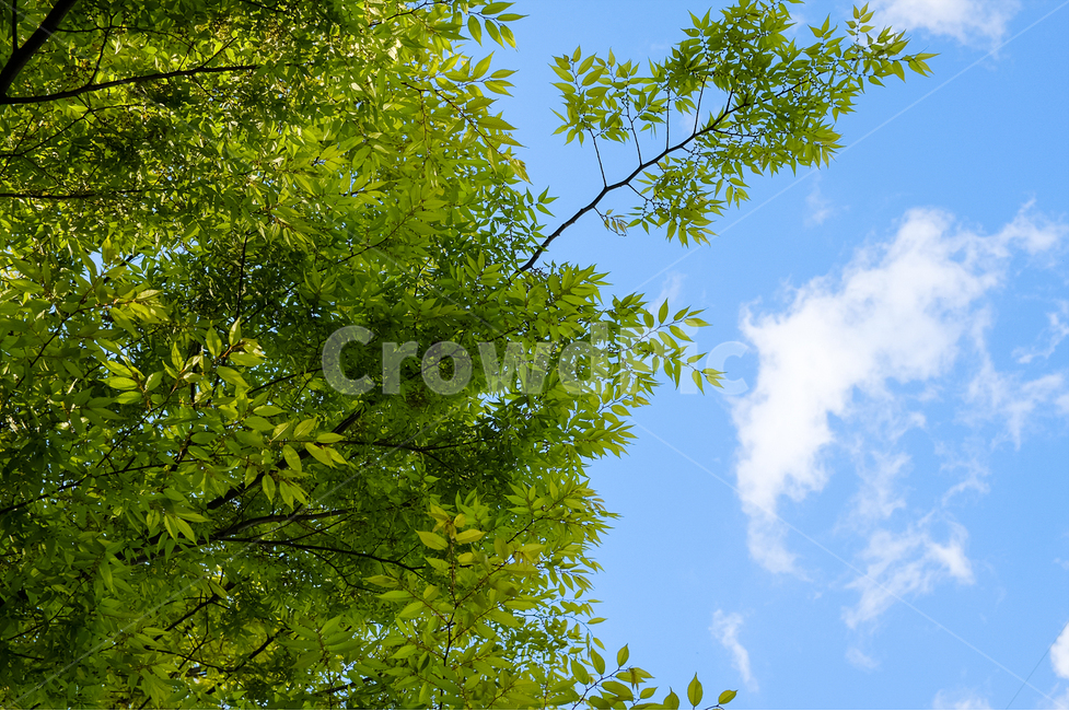 봄,나뭇잎,초록,파랑,하늘,구름,맑음,날씨,자연,풍경,nature,landscape,식물,plants,tree,나무,plant,leaf,잎