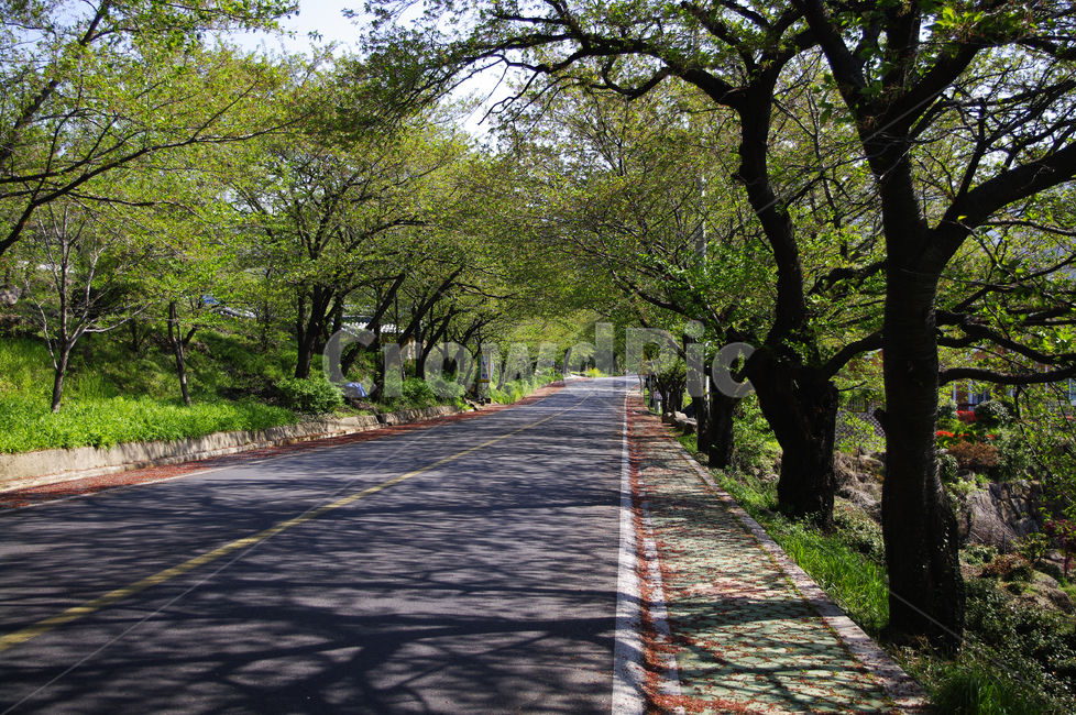 하동,나무,식물,plant,봄,spring,초록,길,자연,풍경,nature,landscape,asphalt,아스팔트,road,도로,tree,tree trunk,나무 줄기