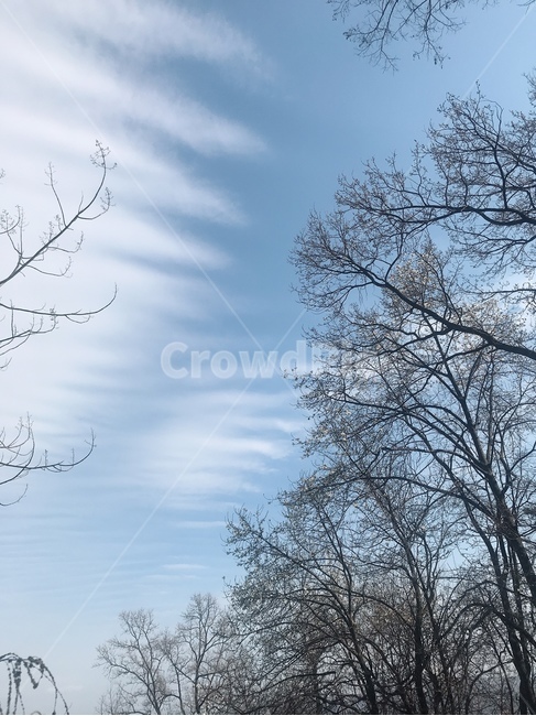 하늘,나무,구름,sky,cloud,tree