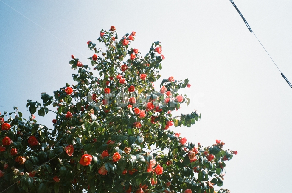 꽃,동백,spring,sky,하늘,flower,필름