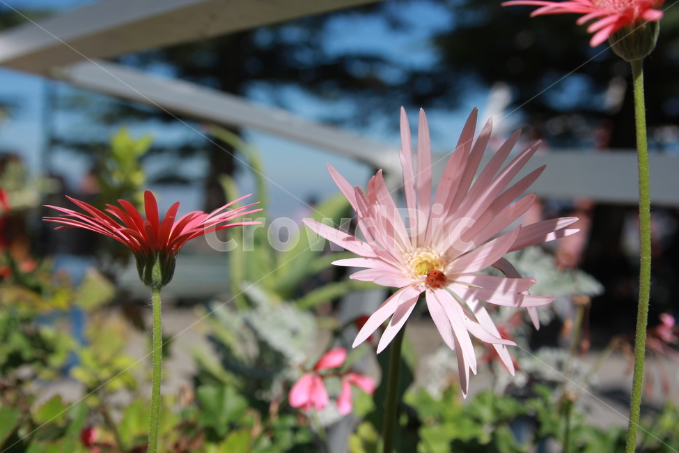 plant,식물,uğurboceği,자주색,분홍색,식물,자연,plants,nature