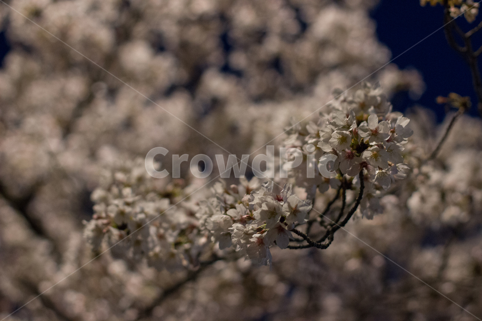 벚꽃,밤벚꽃,봄,꽃,벚꽃야경,야간벚꽃,봄,계절,spring,season,plant,식물,flower,blossom