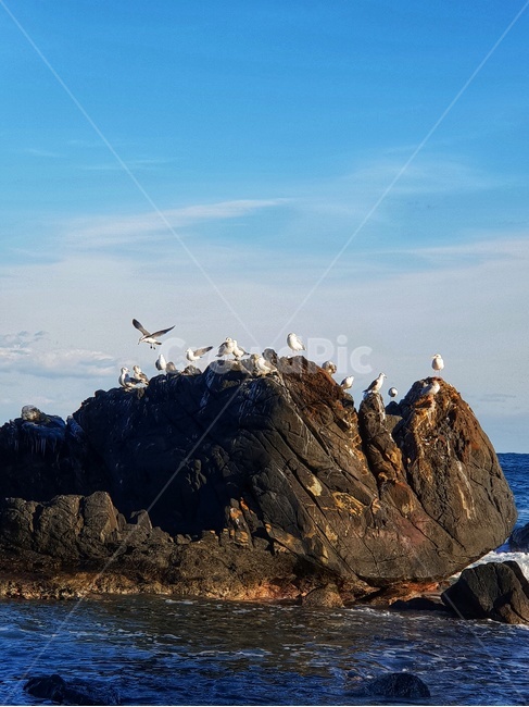 animal,동물,bird,새,nature,자연,outdoors,동물,animal,조류,새,birds