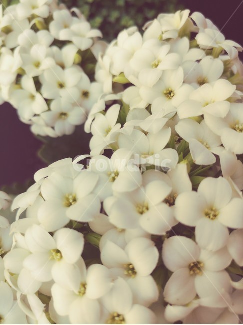 하얀꽃,봄꽃,식물,화사한,자연,식물,자연,plants,nature,꽃,flower