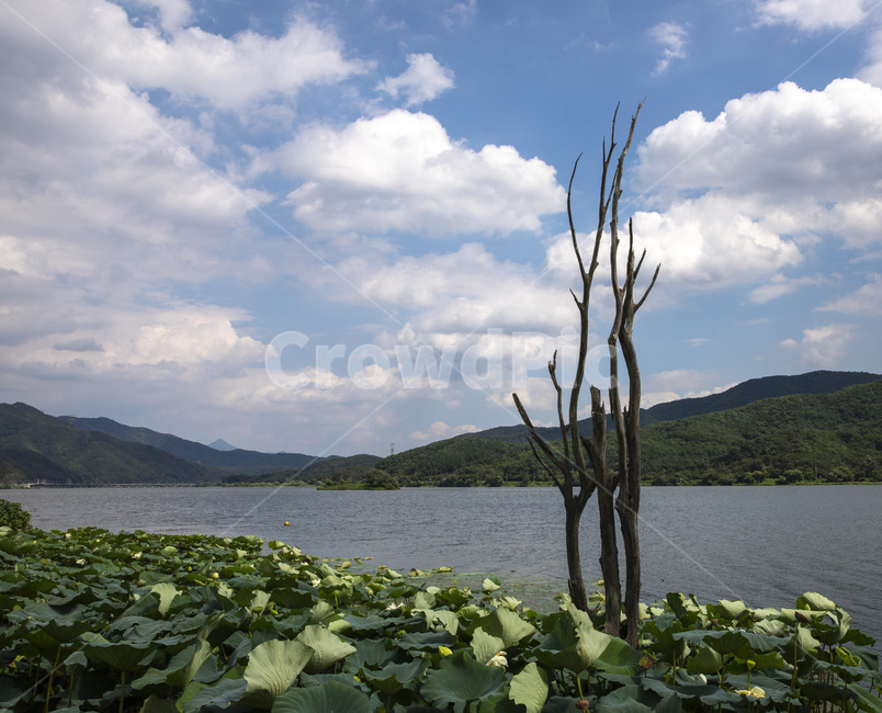 nature,자연,두물머리,연꽃,양평,자연풍경,자연,풍경,nature,landscape,land,땅,outdoors,옥외