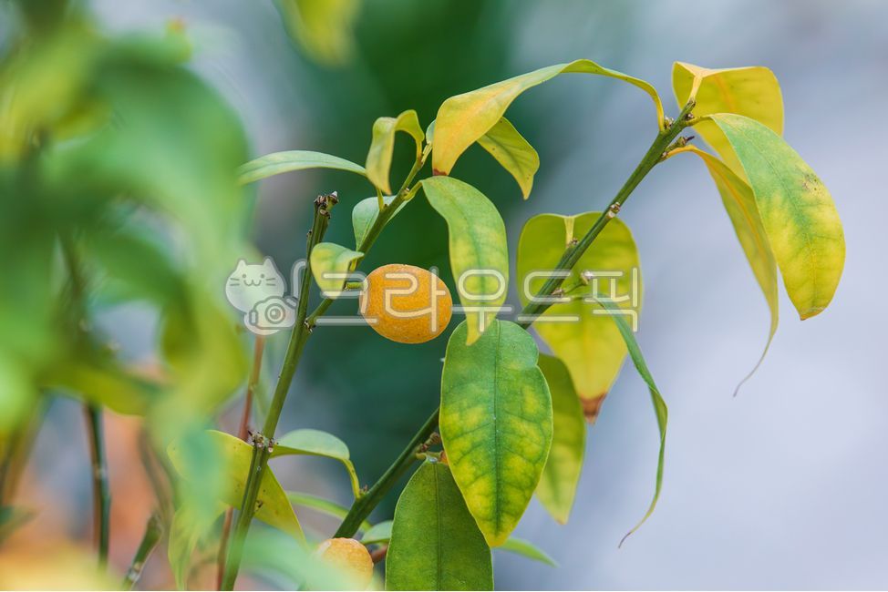 금귤,낑깡,주황색,노란색,열매,초록색,잎,운향과,과일나무,식물,자연,야외,식물원,갈색,나뭇가지,나무
