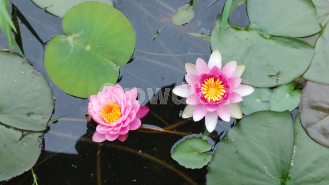 꽃,flower,연꽃,힐링,식물