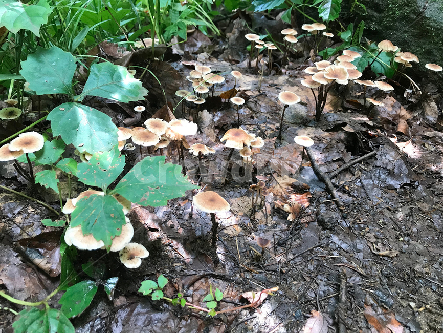버섯,mushroom,식물,plants,자연,nature,버섯,mushroom