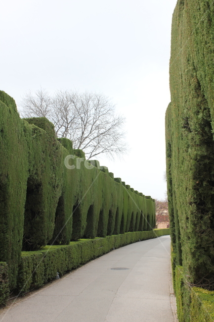 정원,나무,숲,풀,hedge,방지책,fence,울타리,plant,식물