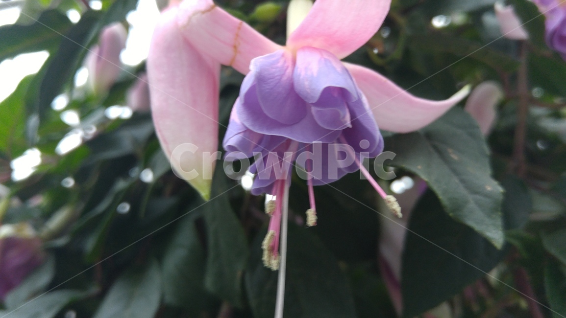 식물,꽃,자연,flower,꽃클로즈업,분홍꽃,꽃봉오리,싱가포르가든스바이더베이꽃,식물원꽃