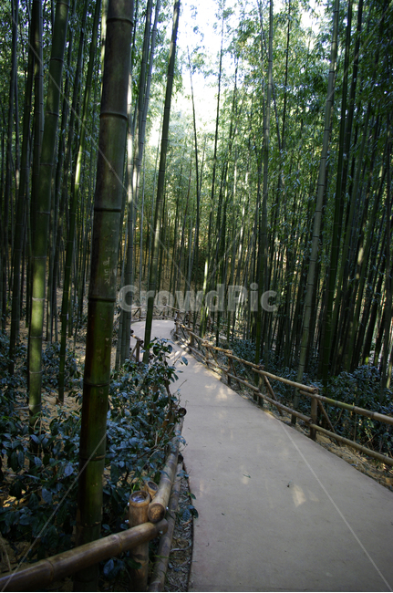 대나무,숲길,숲,길,나무,자연,풍경,nature,landscape,plant,식물