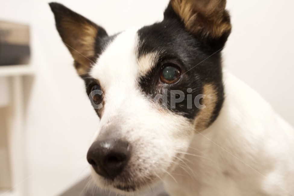 잭러셀테리어,pet,animal,동물,포유류,dog,개,동물,animal,포유류,mammal,개,강아지,dog,doggy