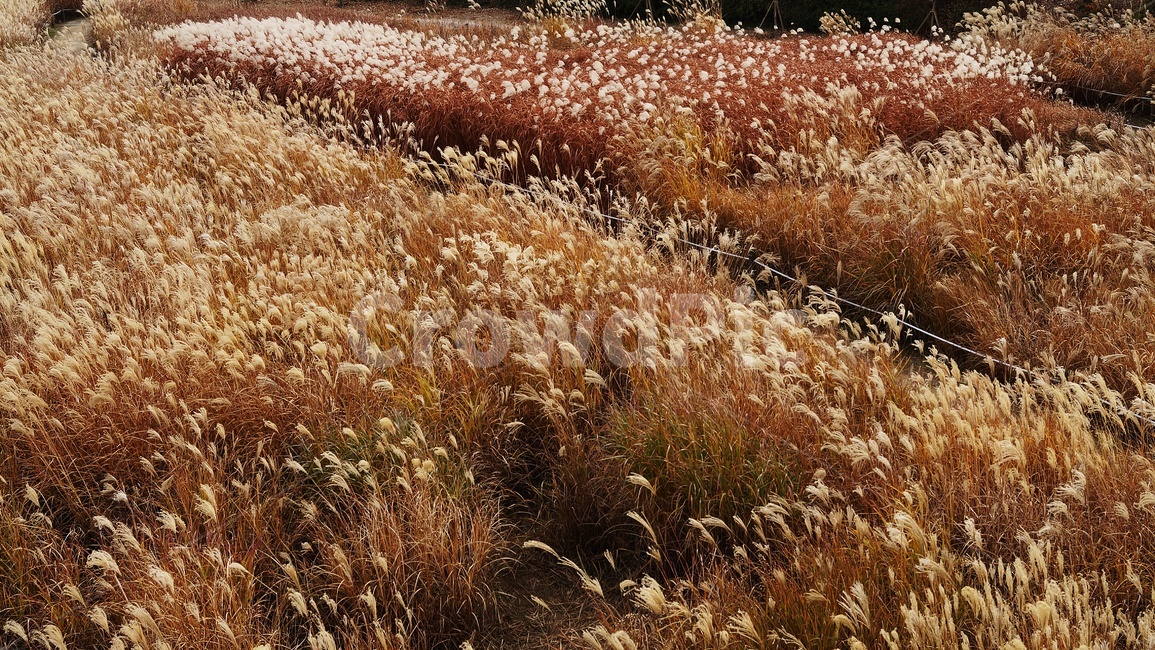 가을,가을풍경,하늘공원,갈대,억세풀,가을,계절,fall,autumn,season,자연,풍경,nature,landscape,grass,잔디,plant,식물
