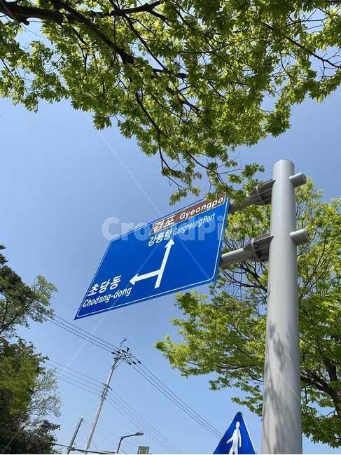 표지판,나무,전봇대,안전표지판,하늘