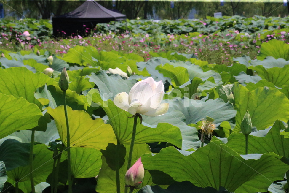 꽃,연꽃,화사함,축제,연잎