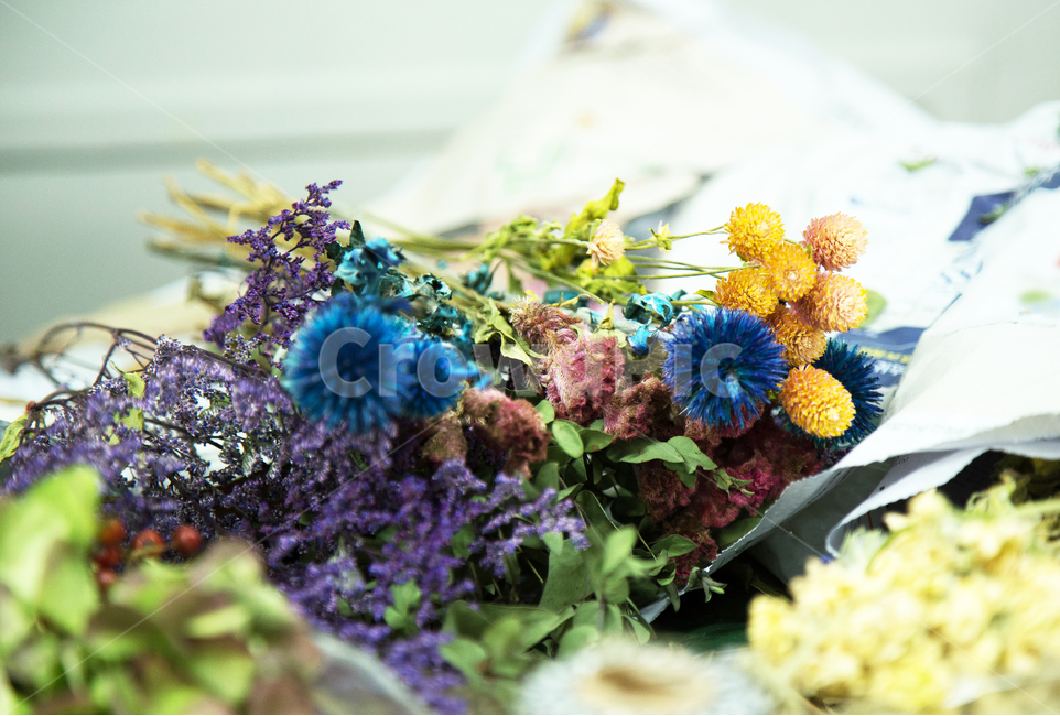 꽃재료,드라이플라워,맨드라미,보라색,노란색,식물,자연,plants,nature,꽃,flower