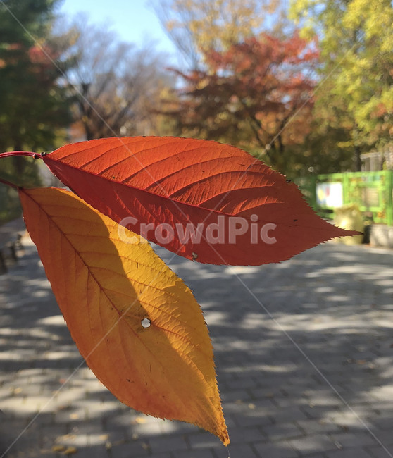 낙엽,나뭇잎,가을,주황,염색,가을,계절,fall,autumn,season,veins,정맥